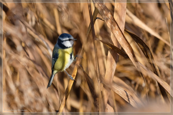 Eine Blaumeise ist ...