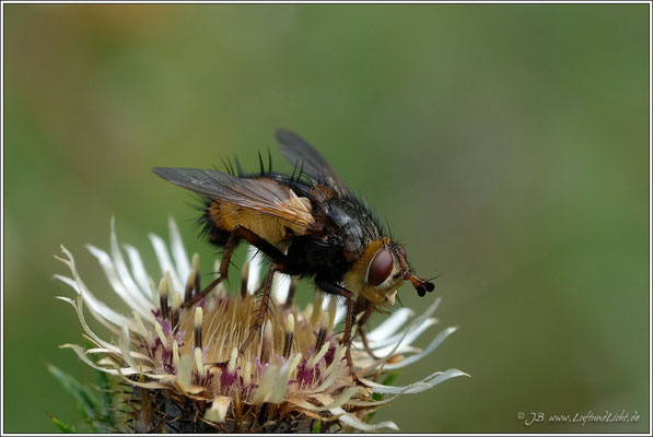 eine Igelfliege