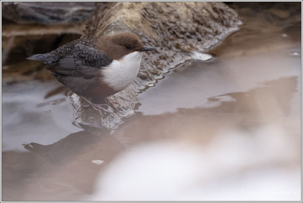 Wasseramsel