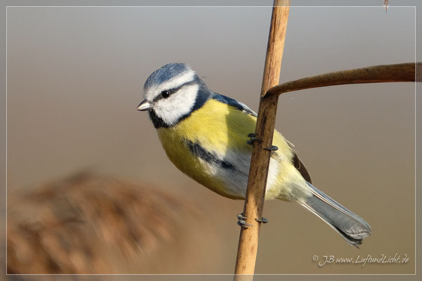 ... auf der Suche nach gefrorenen Insekten in den Halmen.