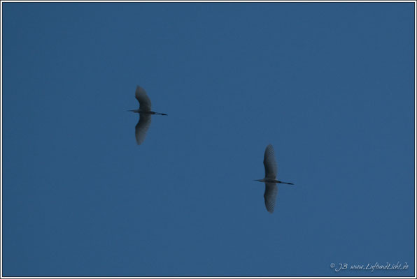 früh am Morgen zwei Silberreiher fliegen über das Tal