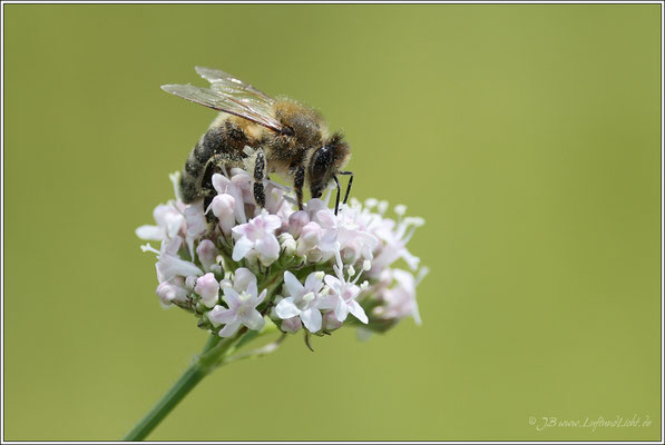 Bienchen im Pollenrausch