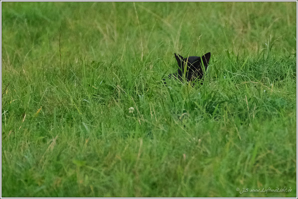 und für eine kleine Maus wird es ja wohl auch noch reichen