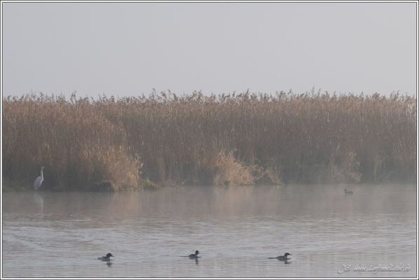 Silberreiher und Graureiher stehen am Ufer.