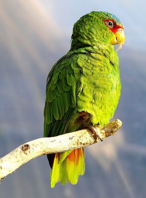 Amazone