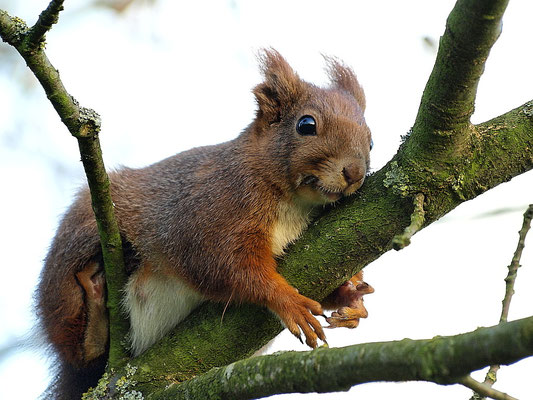 Eichhörnchen