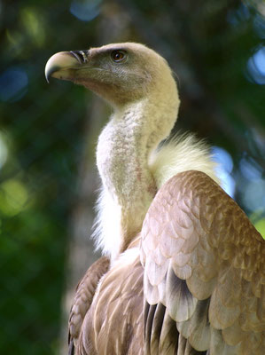 Gänsegeier