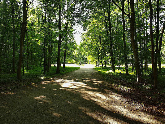 Waldweg