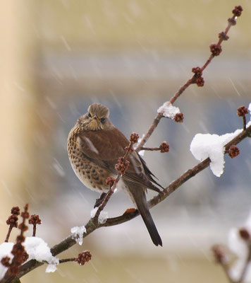 Wacholderdrossel trotzt dem Schnee