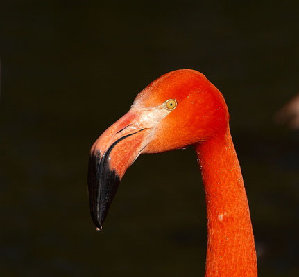 Flamingoportrait