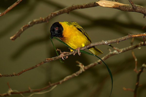 Webervogel