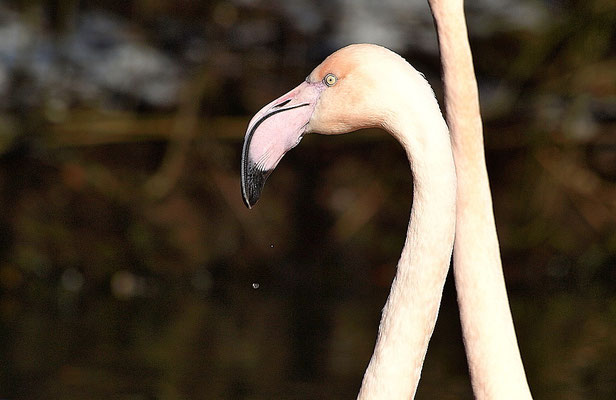 Flamingo im Zoo Hellabrunn