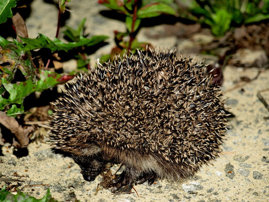 Igel