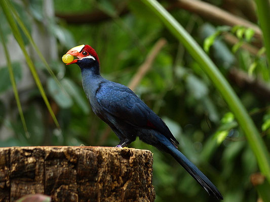Exotischer Vogel im Tropenhaus Zoo Hellabrunn München