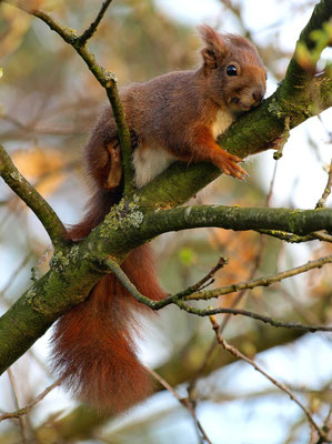 Eichhörnchen