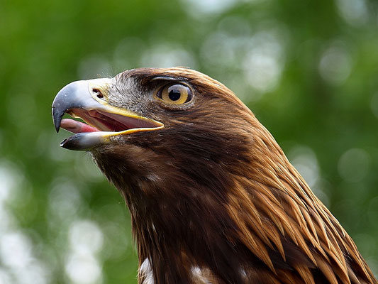 Steinadler