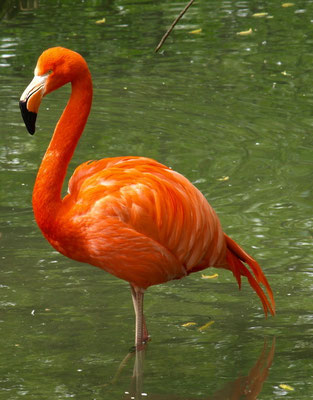 Flamingo