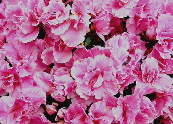 Blumenbouquet