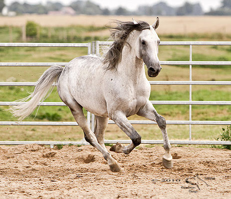 Foto: NESSA Equestrian Design