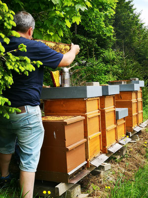 Unsere Bienen sind in Breitnau zu Hause