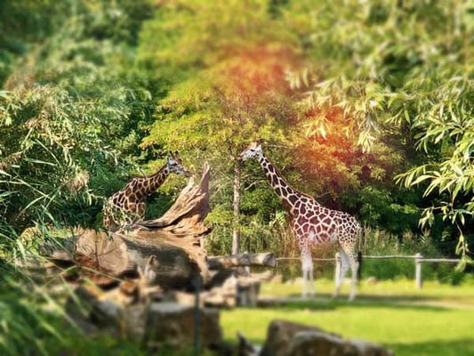 Einblick in die Afrika-Savanne am Zooschaufenster während der Segway-Tour