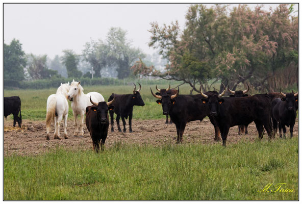 Taureaux Camarguais