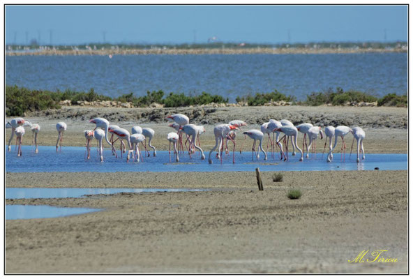 Flamants 2015