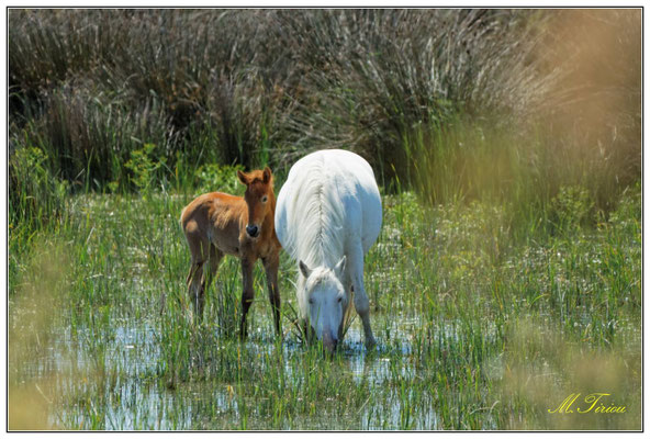 Chevaux de Camargue