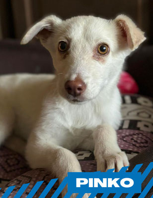 Pinko