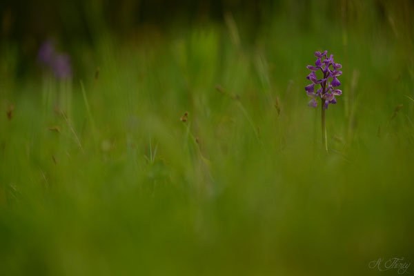 Orchis bouffon (Anacamptis morio),Cescau, Mai 2015