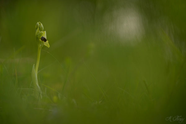 Ophrys brun (Ophrys lupercalis), Cescau, Mai 2015