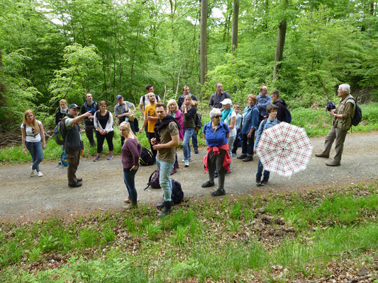 Förster Frank Bremer (2. von links) erläutert den Wanderern die Naturverjüngung des Buchenwaldes