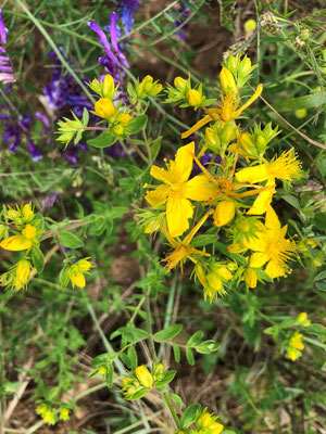 Millepertuis perfolié