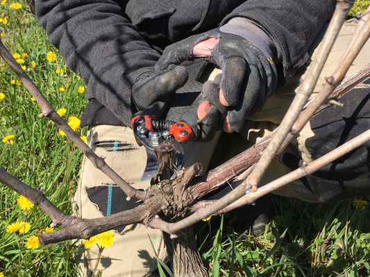 Suppression du cône de déssèchement laissé en place l'année précédente comme un petit pansement pour la vigne et favoriser le flux de sève