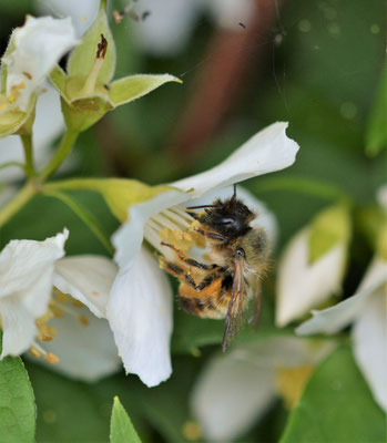 Bunte Blattschneiderbiene (Megachile versicolor)