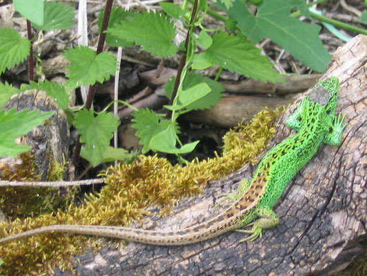 Männchen 2005