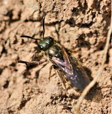 Dunkelgrüne Gold-Schmalbiene (Lasioglossum morio)