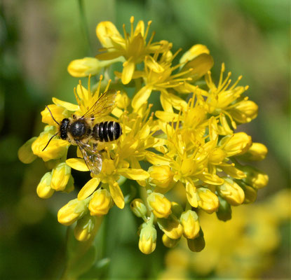 Blattschneiderbiene (Megachile rodundata)
