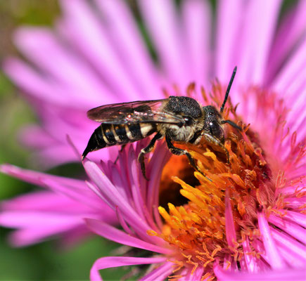 Langschwanz Kegelbiene (Coelioxys elongata) Brutschmarotzer bei verschiedenen Blattschneiderbienenarten.