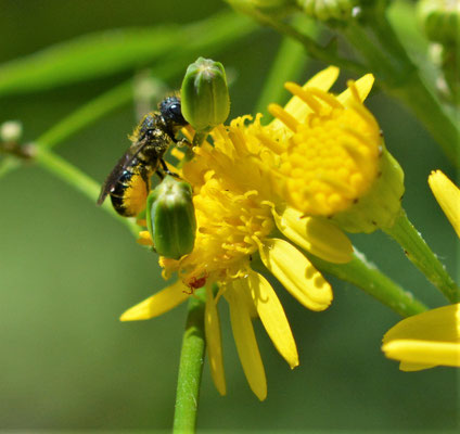 Dickkopf -Furchenbiene (Halicthus maculatus)