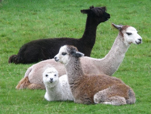 alpaca's