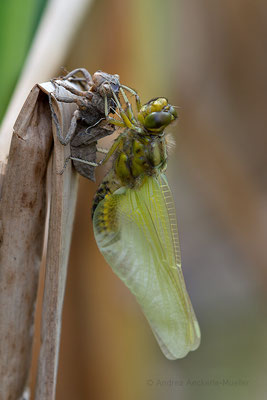 Plattbauch (W) / Libellula depressa (ND)