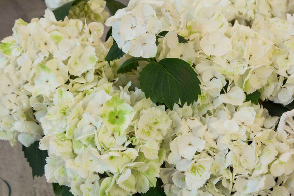 boda-aurora&pablo-iglesia-hortensias-hiedra-altar-dalia-papel-velas-farolillos