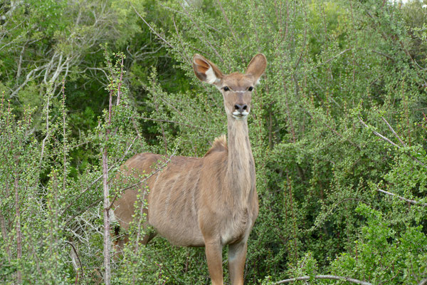 vermutlich Elen-Antilope