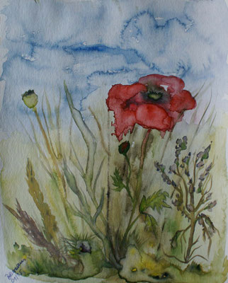 WVZ 360 2015  Mohnblüte 2 Aquarell 24x32