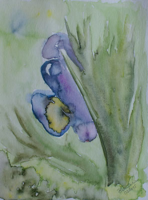 WVZ 383 2015 Blaue Iris Aquarell 24x30