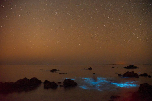 leuchtendes Plankton in der Nacht