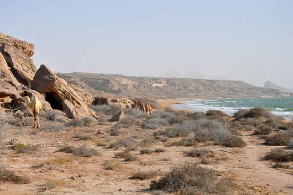 Kamele am Meer auf Qeshm