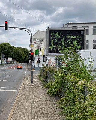Ostersbaum Nh. Schwabenweg // Mathias Hesseling