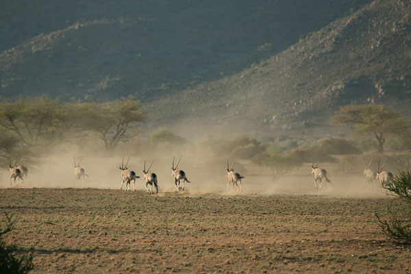 Oryx on the run - Ababis Guestfarm © Ria Henning-Lohmann